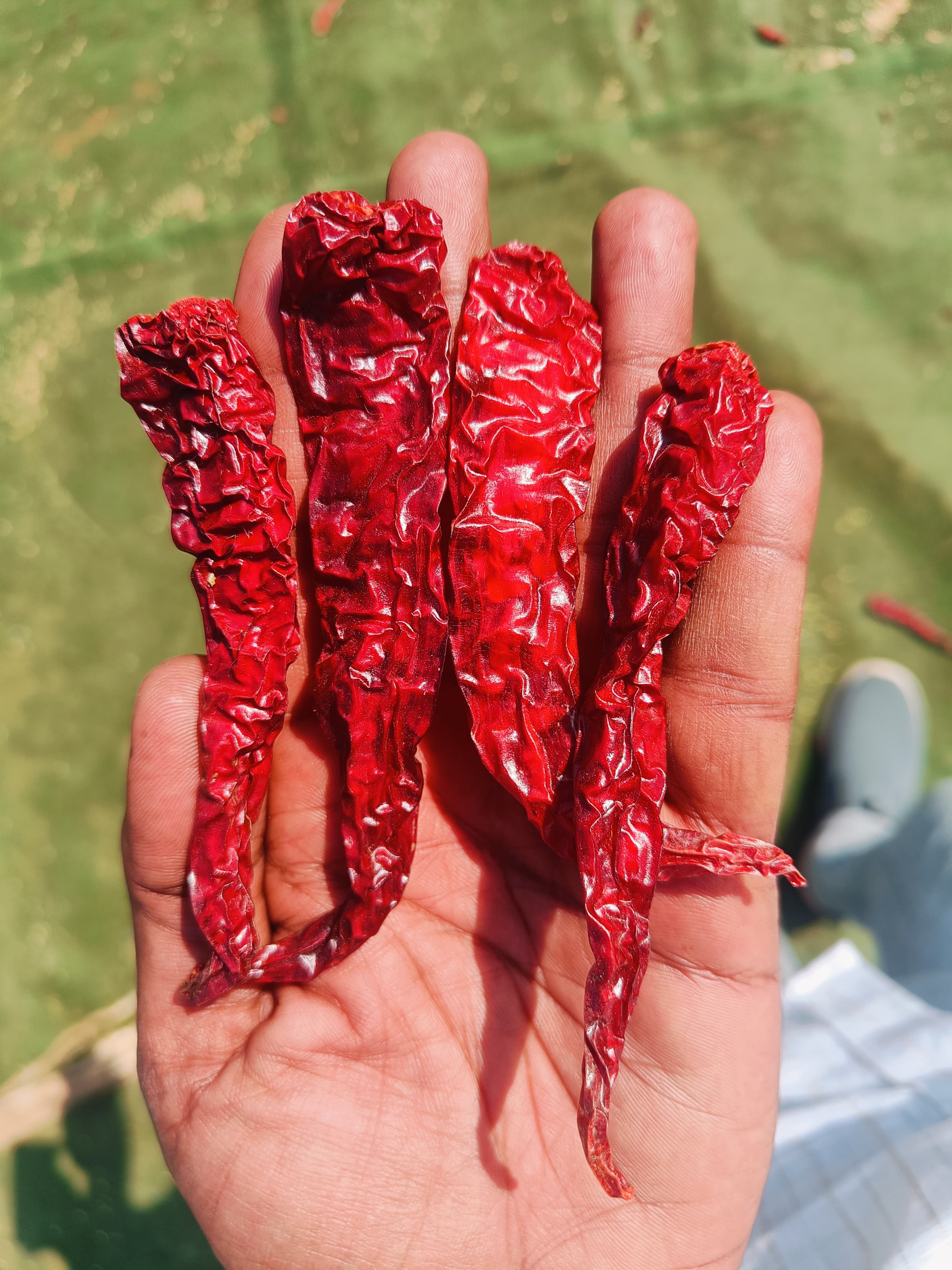 Dried red chilli sample in hand